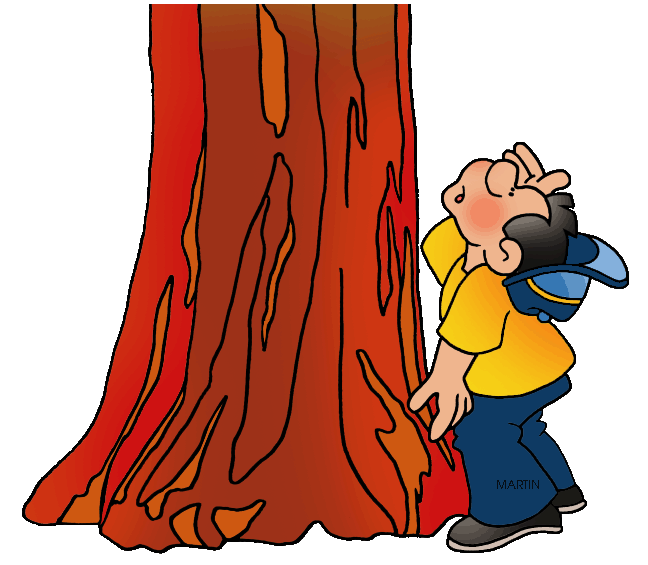 Redwood Tree Clipart