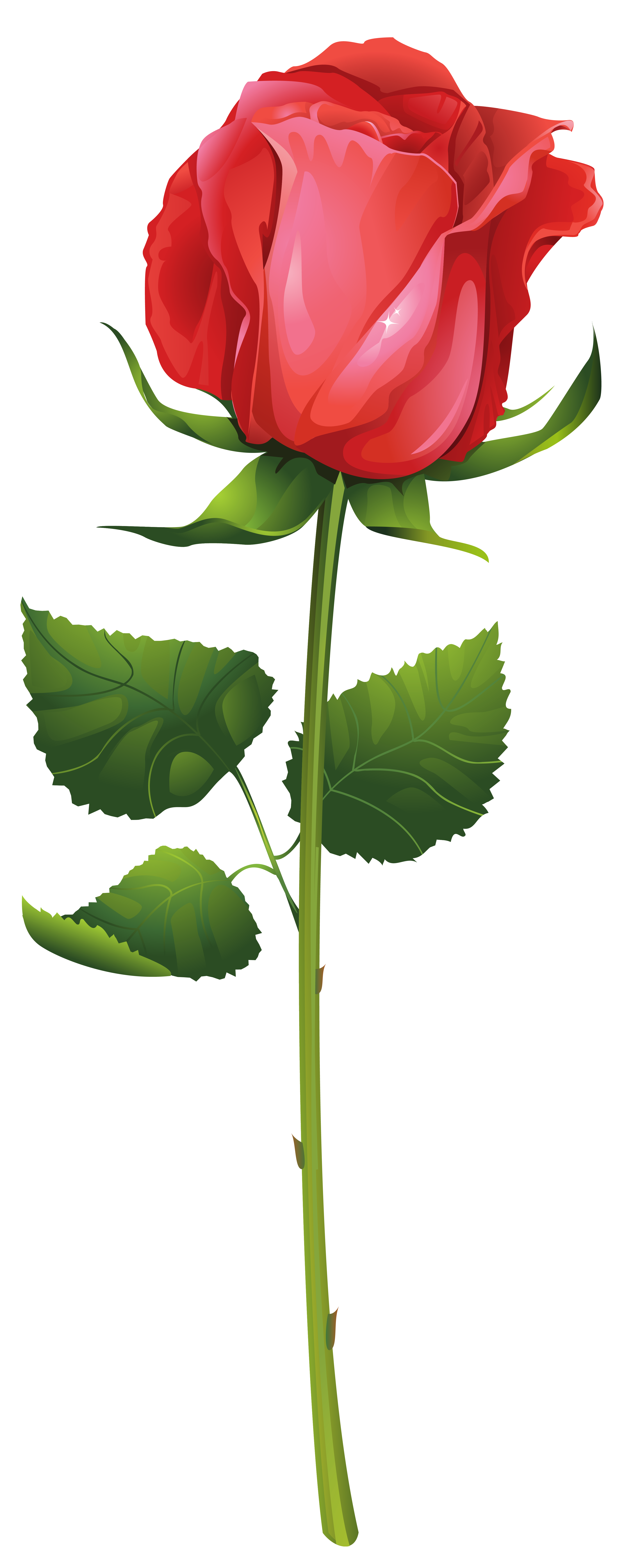Rose with Stem PNG Clip Art Image