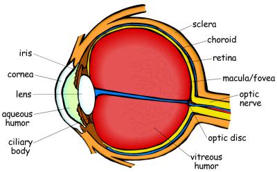 labelled eye front view Gallery
