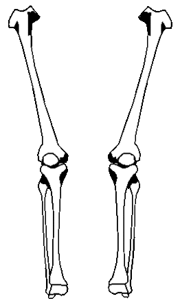Arm Bones Diagram Clipart - Free to use Clip Art Resource