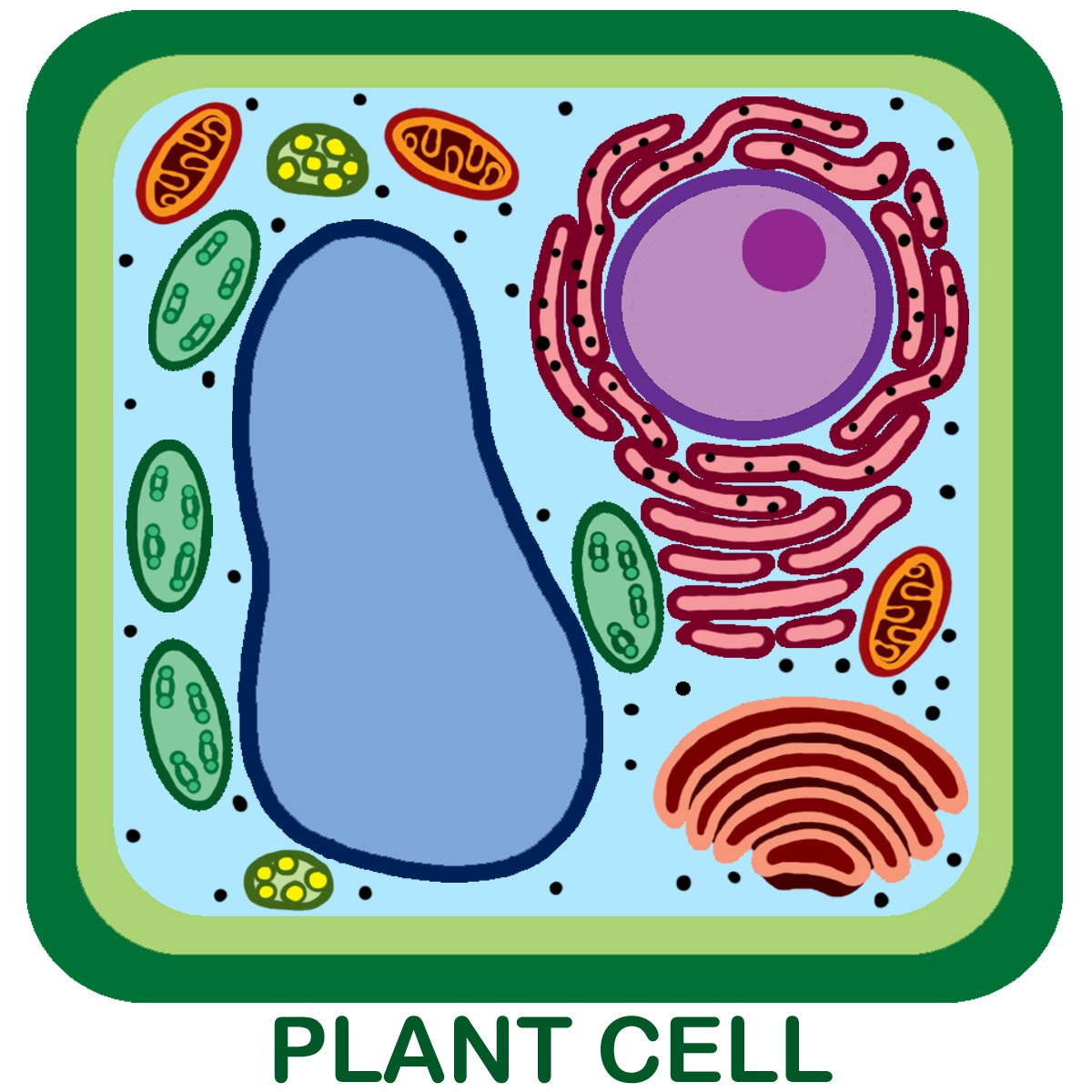 Unlabeled Plant Cell Pic 1 : 3 Unlabeled Plant Cell Pictures ...