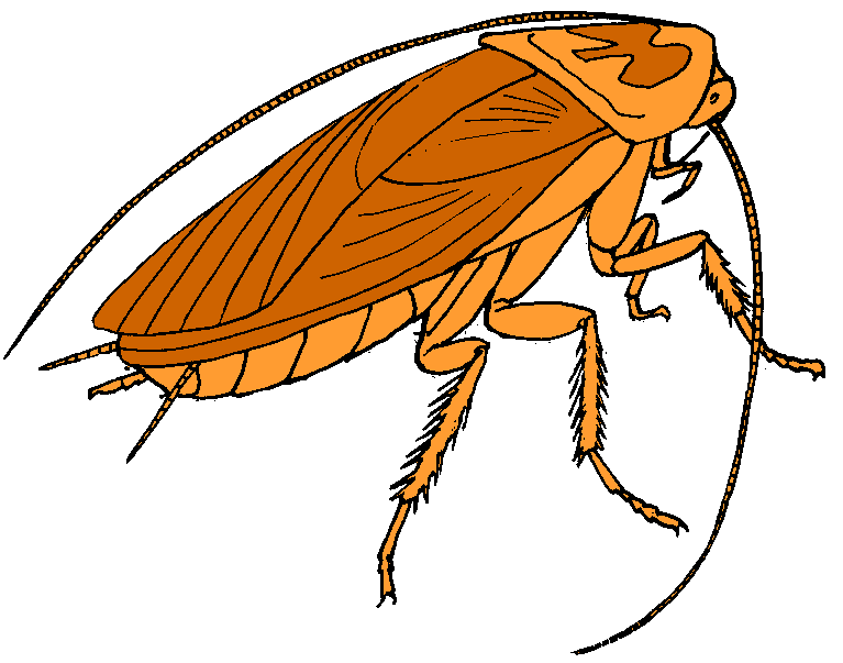Cockroach Clip Art Free - Free Clipart Images
