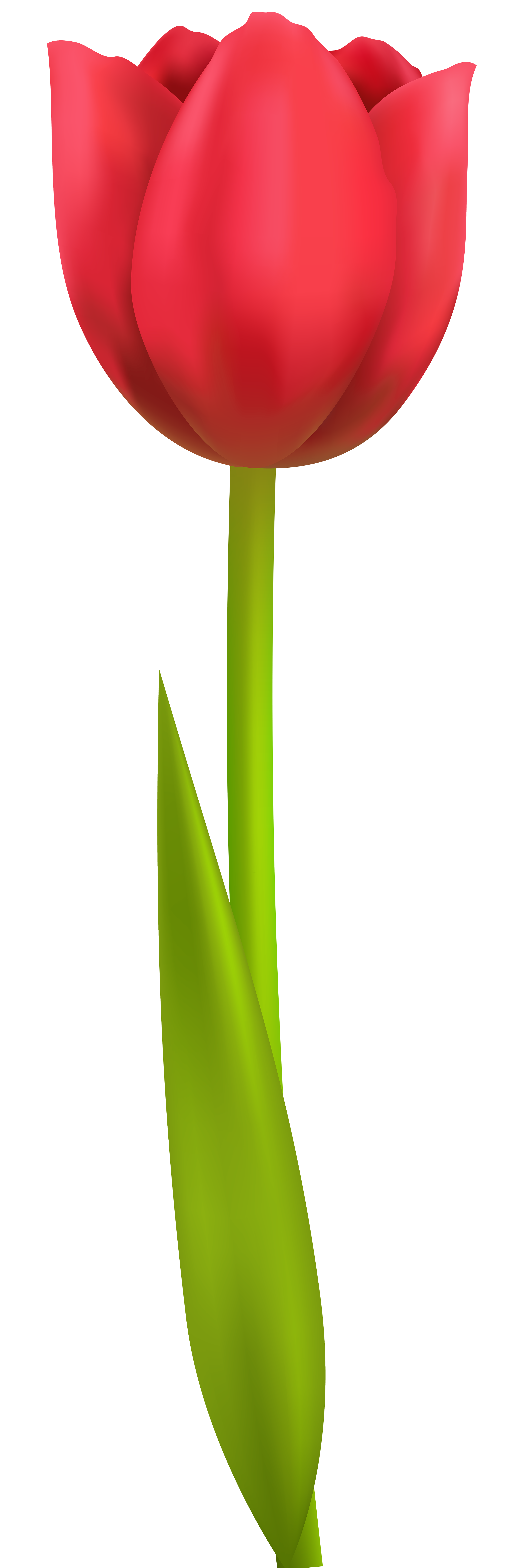 Tulip PNG Transparent Clip Art Image