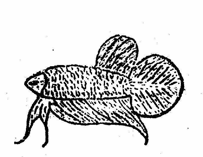 clip art betta fish - photo #29