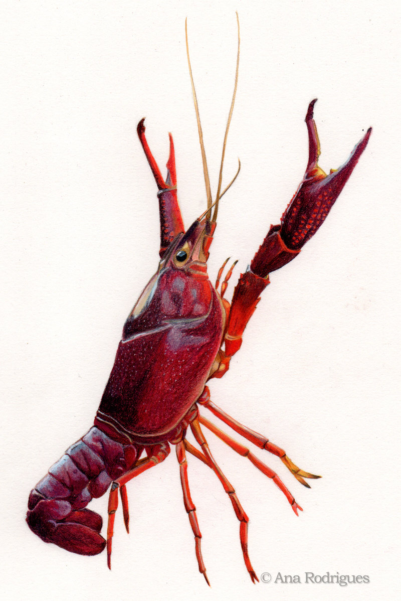 crawfish - DeviantArt