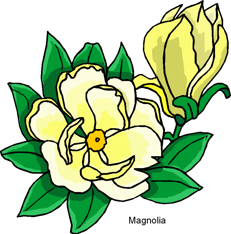 Magnolia Flower Clip Art - Free Clipart Images