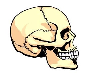 Skull Bones Worksheet - ClipArt Best