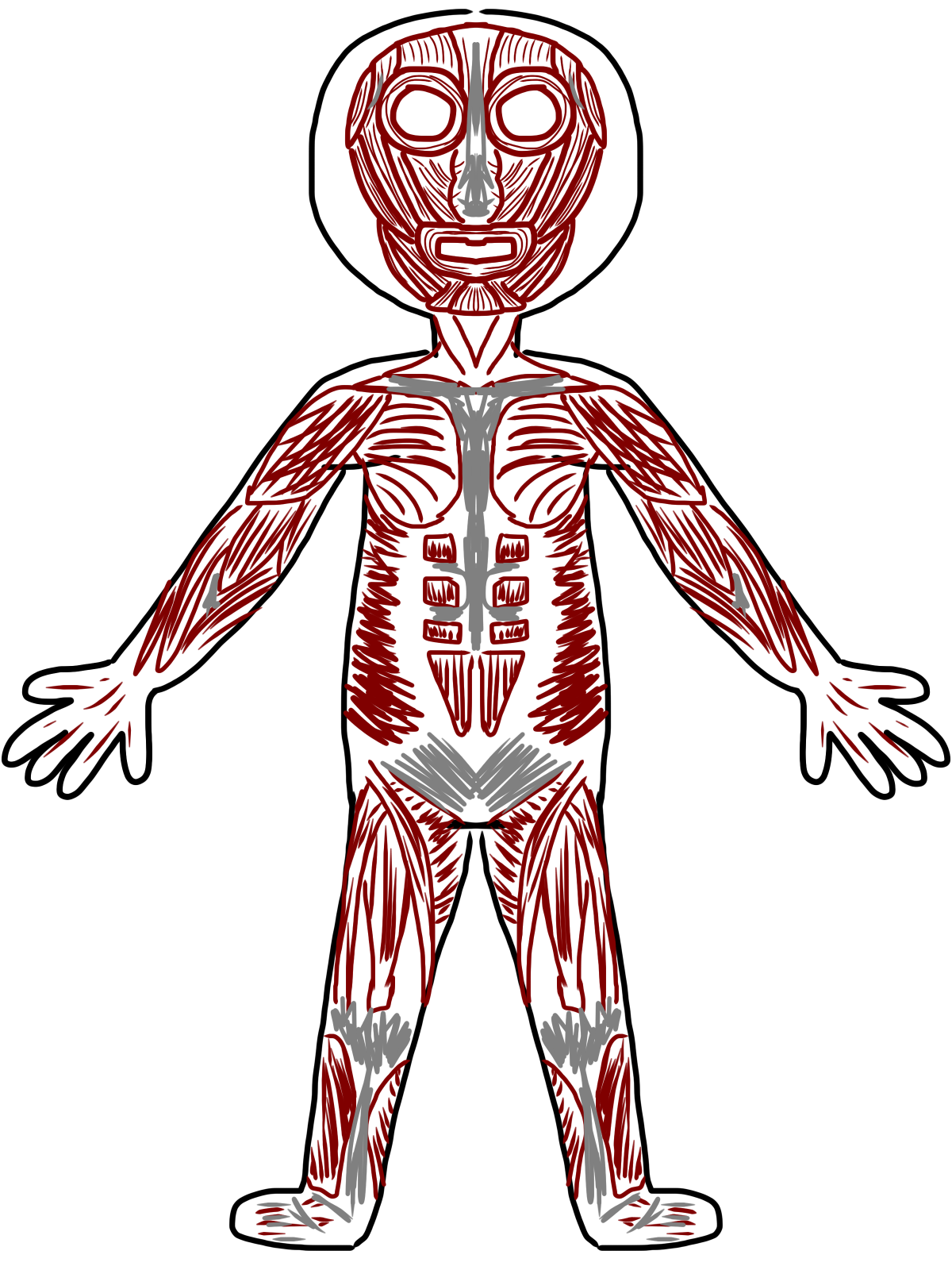 Muscular system clipart