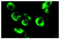 Neutrophil Elastase Antibody (C-17) | Santa Cruz Biotech