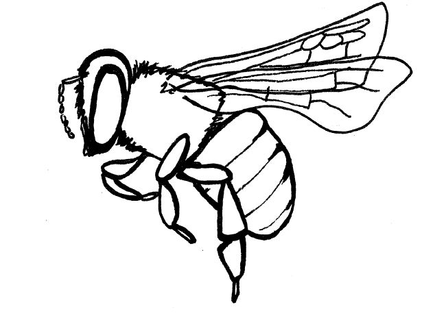 clip art bee line drawing - photo #35