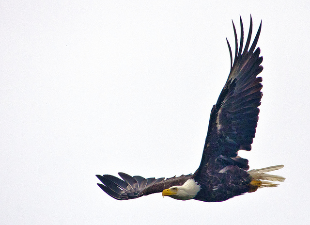 Eagle soaring | Flickr - Photo Sharing!