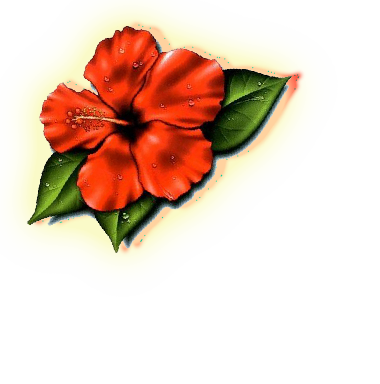 Hibiscus Flower Tattoos- High Quality Photos and Flash Designs of ...