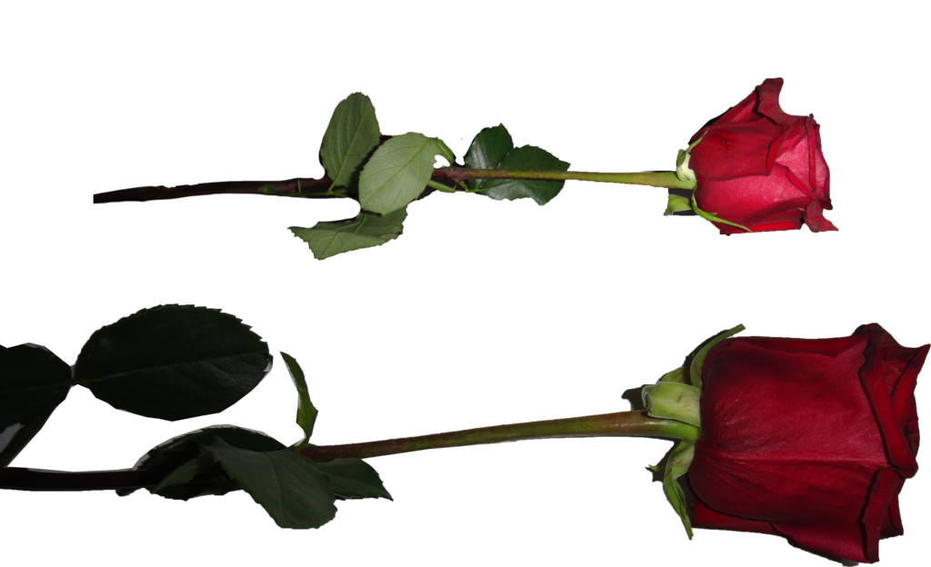 Valentine Rose [All transparent ones/