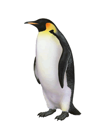 Penguin Tag: Species Index