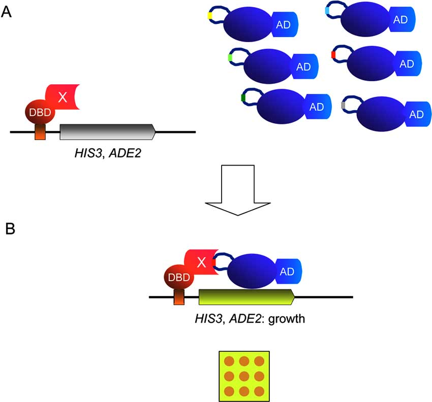 Fig. (5). Identification of peptide aptamers using the yeast two ...