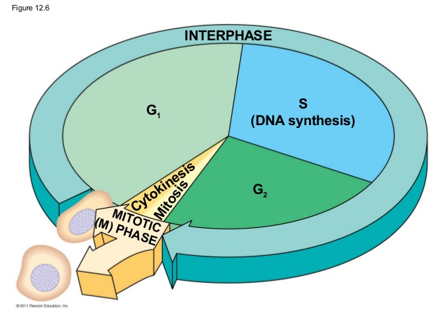 381 views the cell cycle