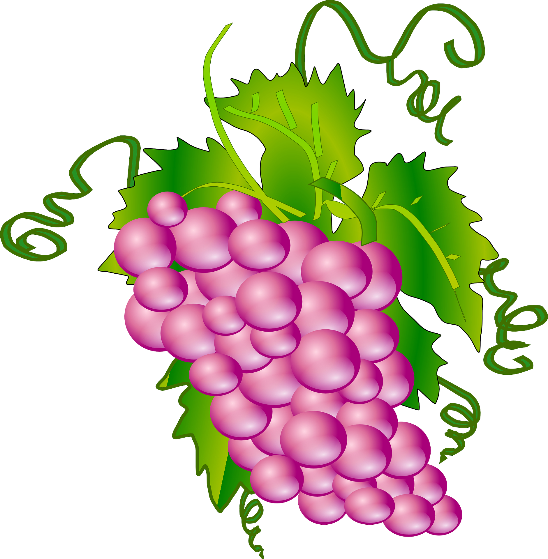 Grapes Vector | An Images Hub