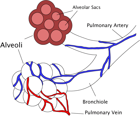 Labelled Diagram Of The Heart And Its Associated Blood Vessels ...