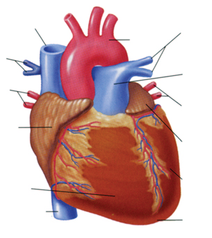 Heart Diagram Unlabeled