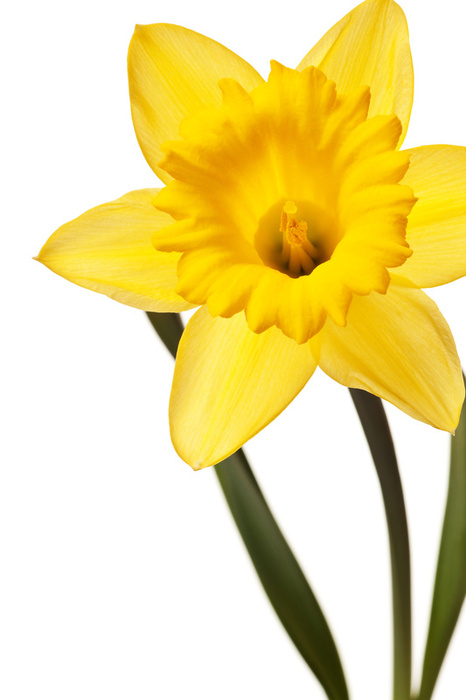 Cartoon Daffodils