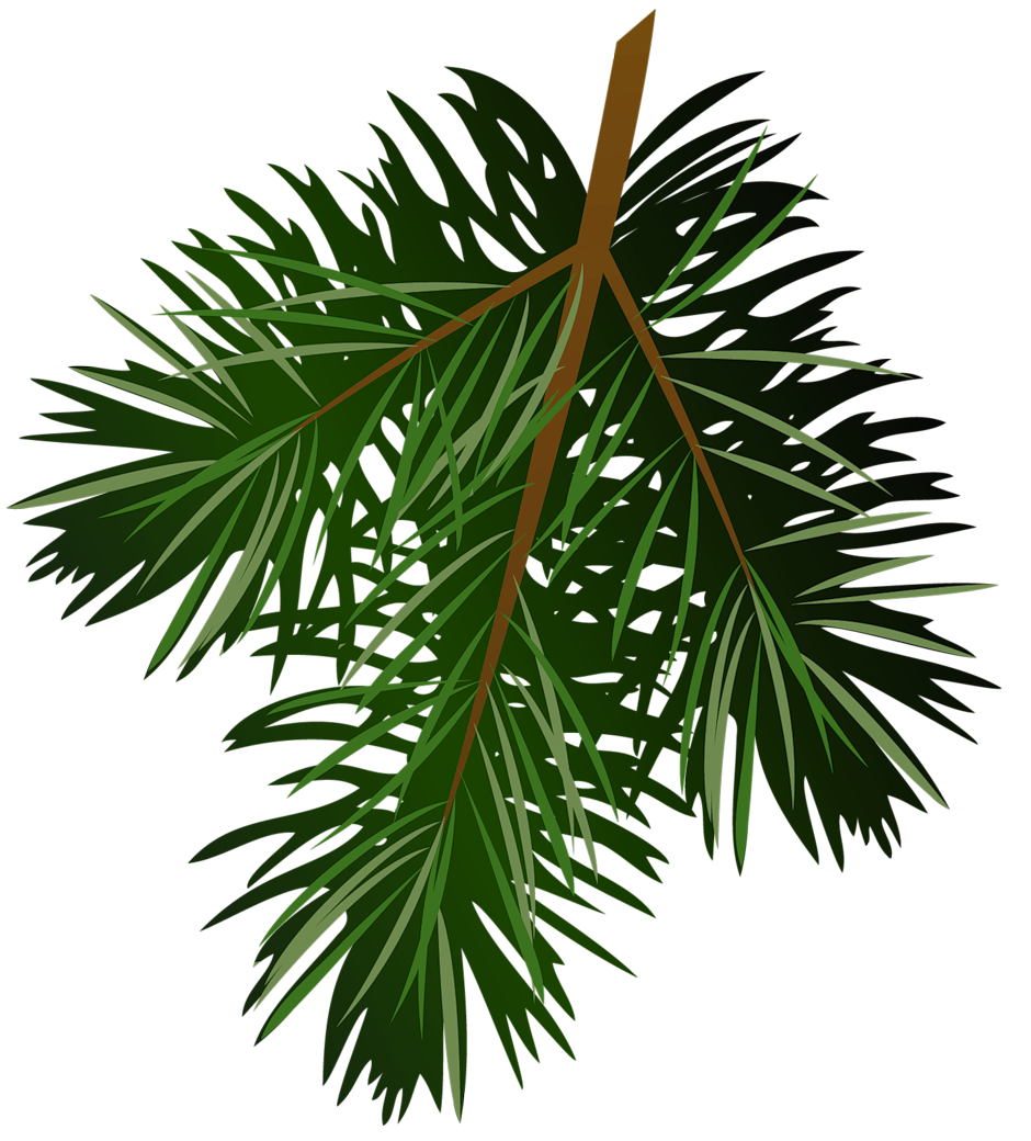 Pine branch clip art