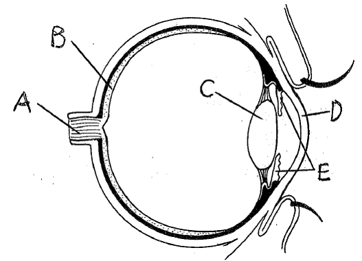 Blank Diagram Of The Eye - AoF.com