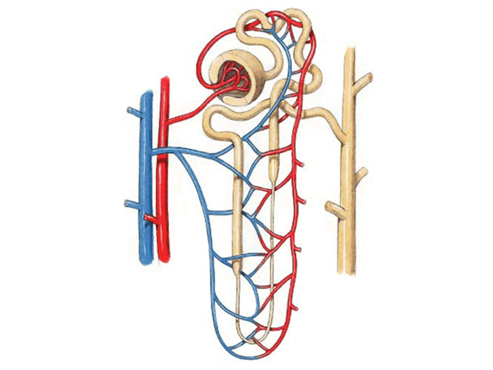 854 views The Urinary System. Function Maintain the consistency of fluids in ...