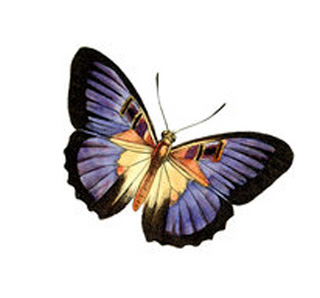 Fripperies & Butterflies: March 2011