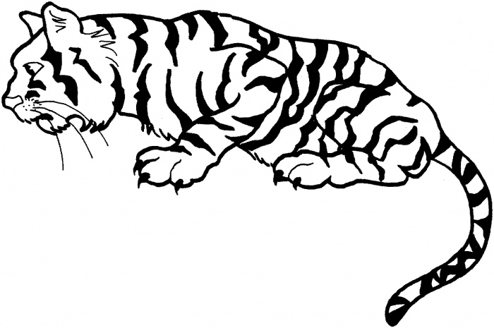 tiger clipart outline - photo #23
