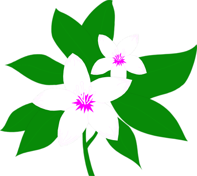 Free Stock Photos | Illustration Of White Flowers | # 8547 ...