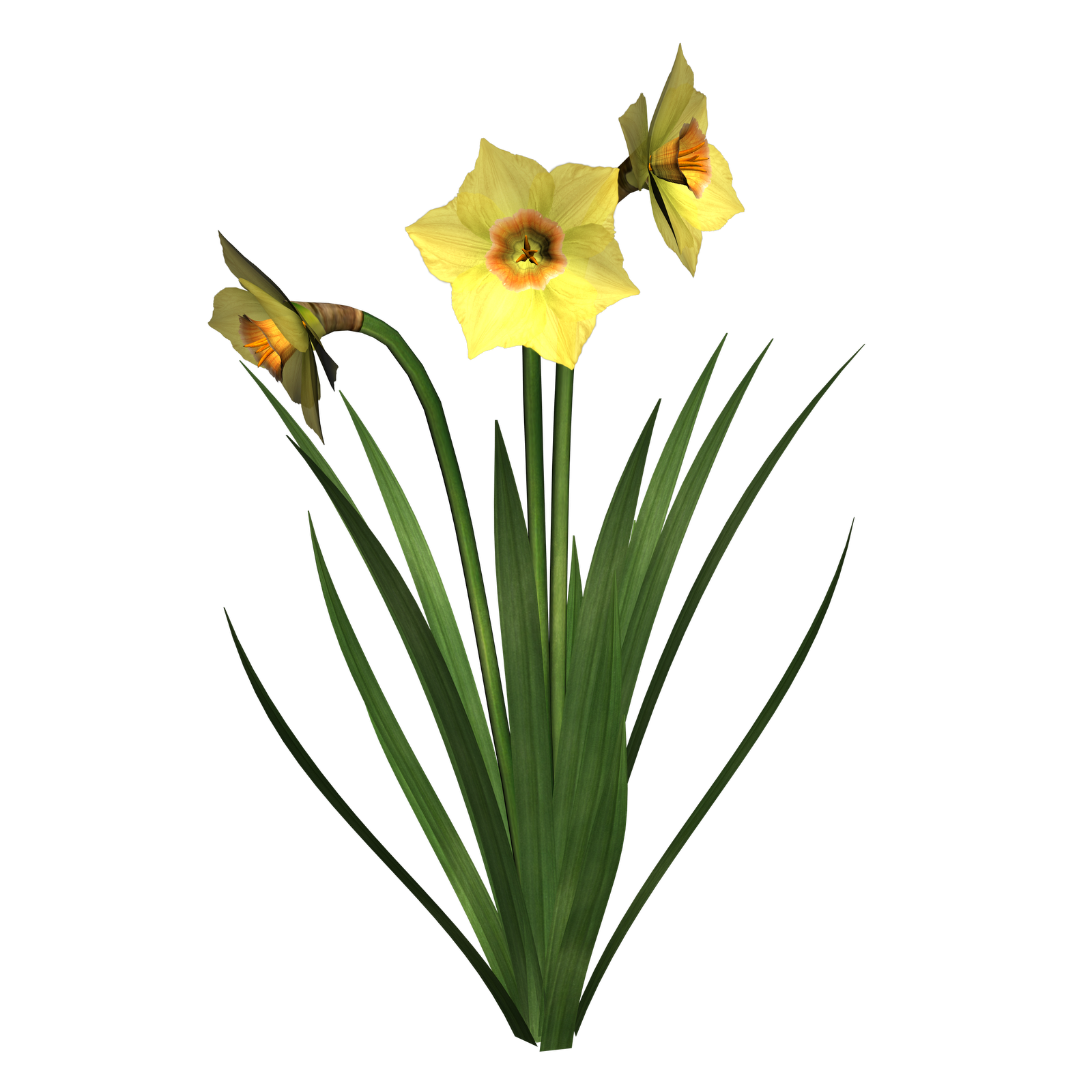 free clip art daffodil border - photo #23