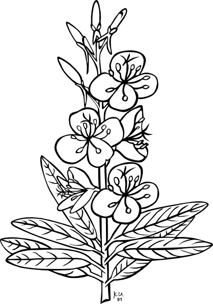 Fireweed Plant clip art - vector clip art online, royalty free ...