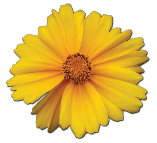 marigold flower clip art free - photo #16