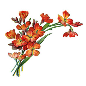 Flower Graphics - Image 4 - Polyvore - ClipArt Best - ClipArt Best