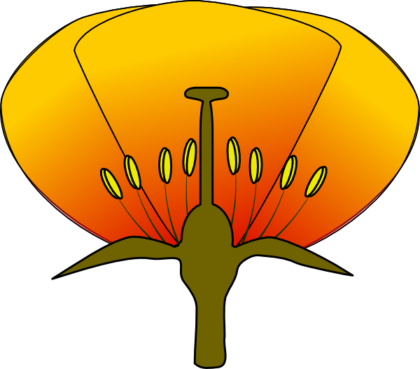 Unlabeled Flower Diagram - ClipArt Best