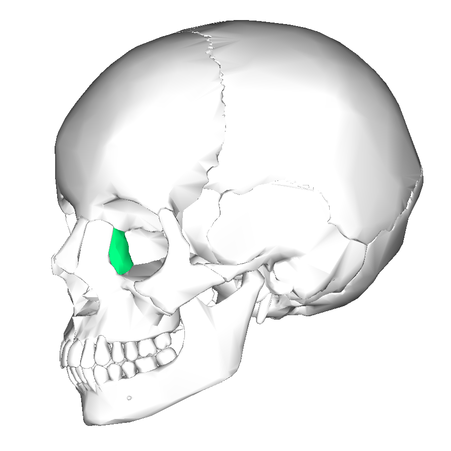 Lacrimal bone - Wikipedia