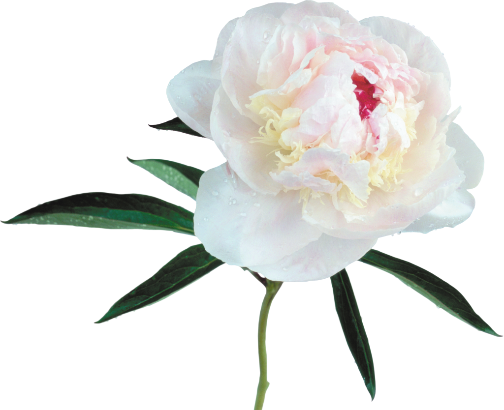 Large_Transparent_White_Peony_Clipart.png?m=1380664800