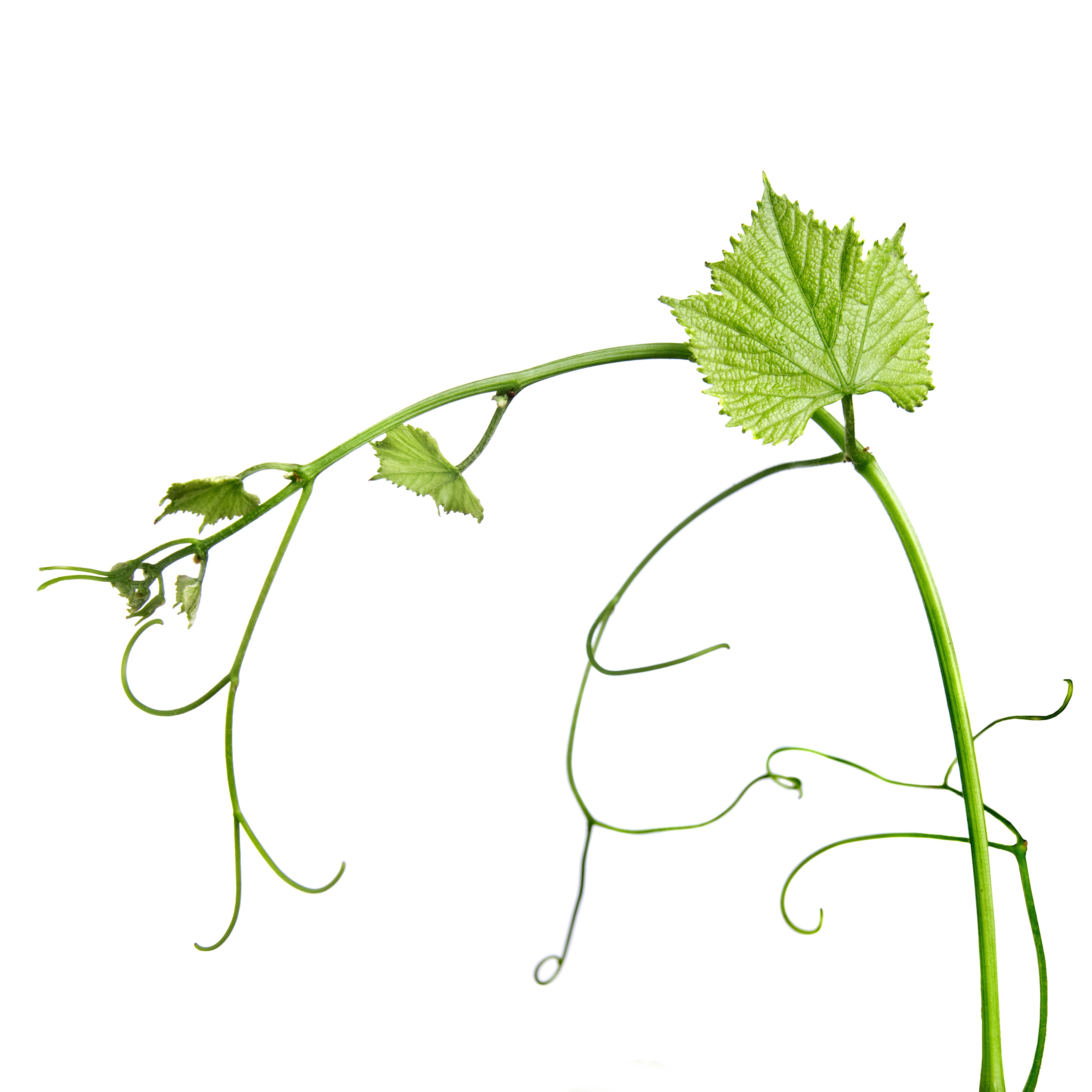clip art grape leaves - photo #21