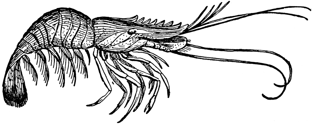 Shrimp seagull clipart black and white free clipart images image ...