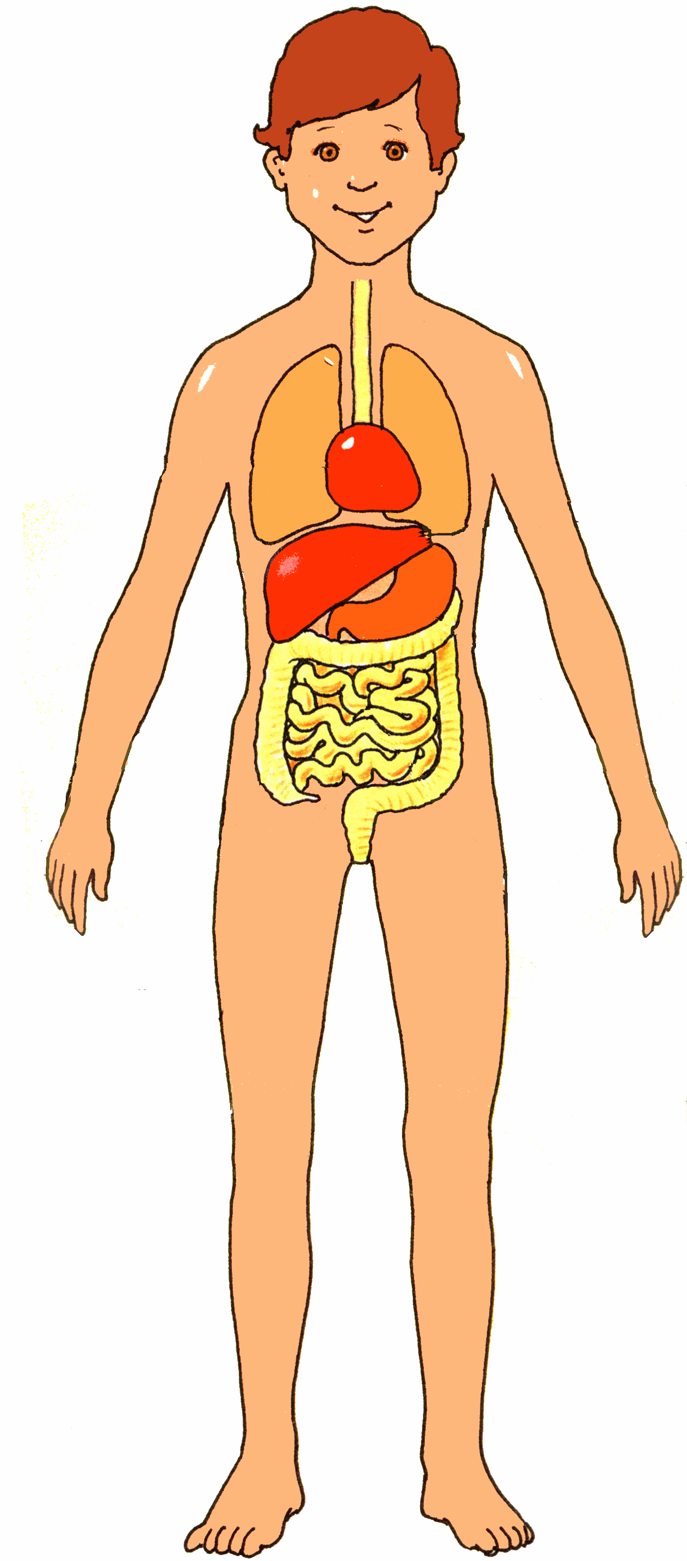 free clipart human body systems - photo #31