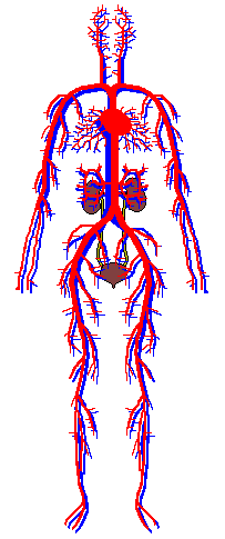 Circulatory System Images For Kids
