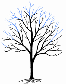 Pruning Maturing Shade Trees