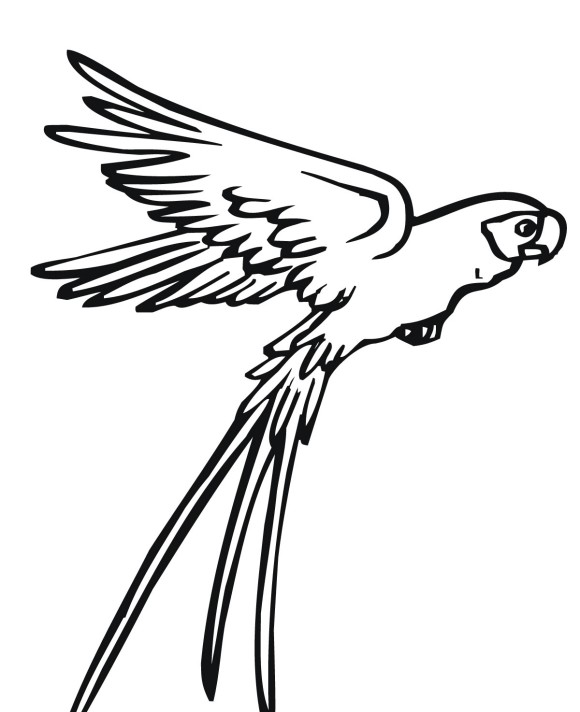 Drawing Bird Flying - ClipArt Best
