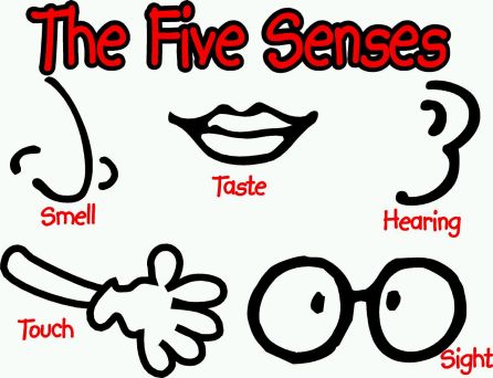 5 senses: 5 senses | Glogster EDU - 21st century multimedia tool ...