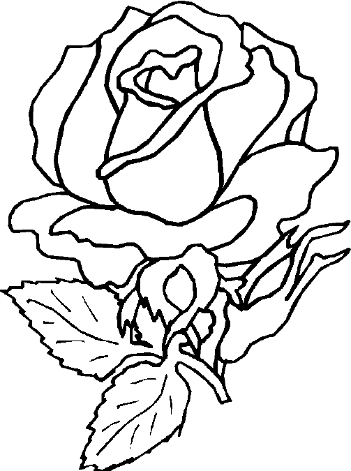 coloring: Rose flower coloring page pictures