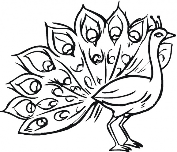 Peacocks Drawings Clipart - Free to use Clip Art Resource