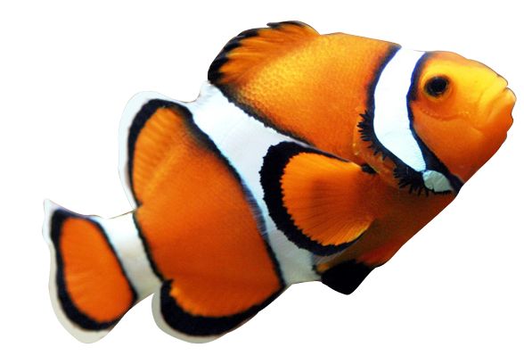 Clown Fish Clipart - Tumundografico