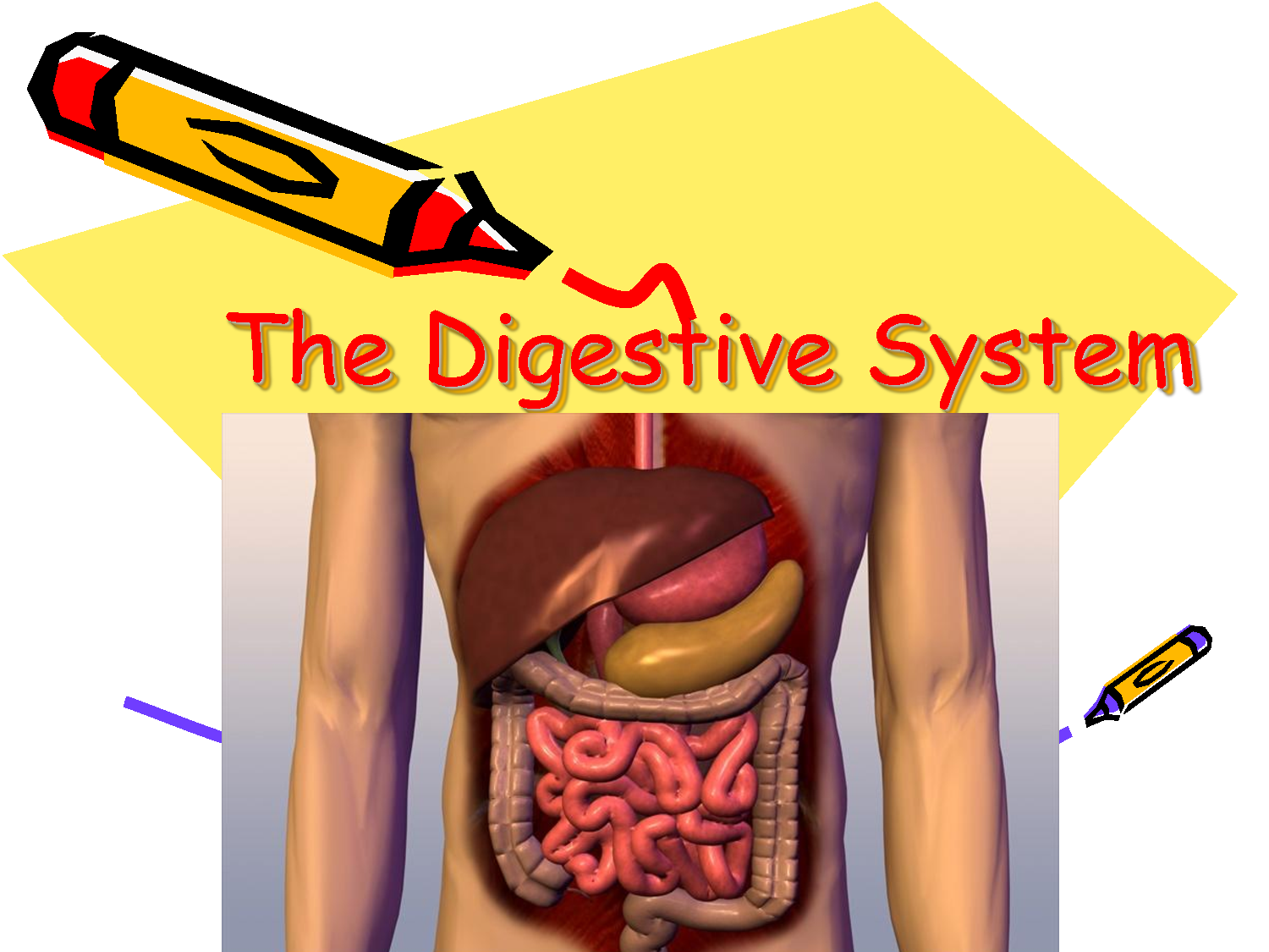Digestive System Clipart | Free Download Clip Art | Free Clip Art ...