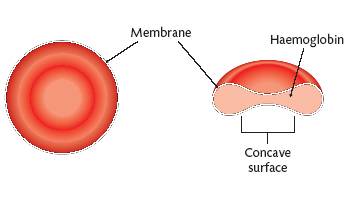 Blood is made of four components: