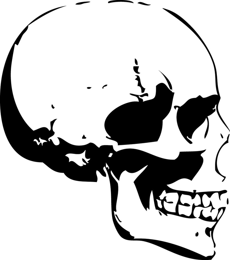Skull Side View | Dog Skull, Human ...